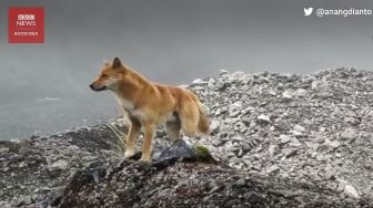 Anjing Bernyanyi Papua Kembali Lagi, Setelah Punah Puluhan Tahun