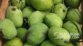 Panen Perdana Mangga Geopark Ciletuh Sukabumi, Cek Harganya