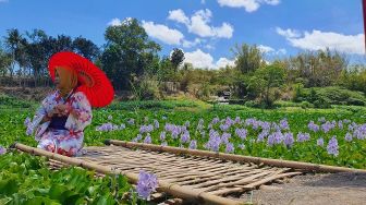 Banyak Eceng Gondok, Tepi Sungai di Kalinampu Jadi Objek Wisata ala Jepang