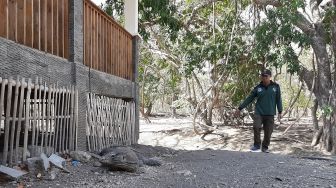 Liburan ke Pulau Komodo, Ketahui Cara Kabur dari Serangan si Reptil Raksasa