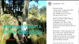 Viral Video Perempuan Petik Edelweis di Gunung Lawu, Publik Geram!