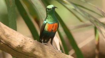 Tampilkan Bulu "Berkilau", Ini Fakta Unik Beautiful Sunbird