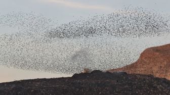 Misterius! Ratusan Ribu Burung Migran Ditemukan Mati