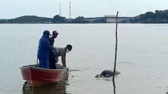 Geger Penemuan Mayat di Bawah Jembatan Barelang, Sempat Viral di Medsos