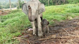 Pemda Harus Siapkan Koridor Area Konservasi Gajah Sumatera