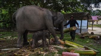 Puji Syukur, Bayi Gajah Betina Sumatera Lahir di PLG Riau