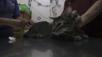 Petugas mempersiapkan operasi sterilisasi kucing di Klinik Hewan, kawasan Tebet, Jakarta Selatan, Senin (21/9/2020). [Suara.com/Angga Budhiyanto]