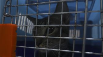 Seekor kucing berada dalam keranjang saat menunggu operasi sterilisasi kucing di Klinik Hewan, kawasan Tebet, Jakarta Selatan, Senin (21/9/2020). [Suara.com/Angga Budhiyanto]