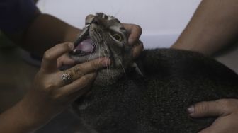 Sterilisasi Kucing dan Vaksinasi Gratis Sambut Hari Rabies Sedunia