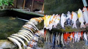 Ikan Cupang, Jenis, Keistimewaan, Sejarah, dan Cara Ternak Ikan Cupang