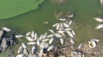 Diduga Tercemar Limbah Pabrik, 1 Ton Ikan di Danau Panebong Mati Mendadak