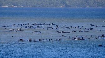 Hampir 400 Bangkai Paus Harus Dievakuasi dari Pulau Tasmania