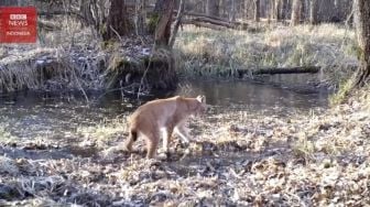 Lokasi Insiden Chernobyl Jadi Zona Nyaman Satwa Liar