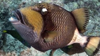 Dijuluki Titan Triggerfish, Ikan Ini Bisa Berburu hingga ke "Darat"