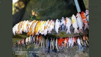 Ngenes! Puluhan Ikan Hias Ini Mati, Warganet Ikut Berduka