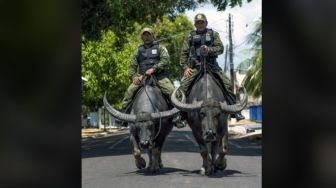 Bukan Bajak Sawah, Petugas Polisi di Brasil Tunggangi Kerbau saat Patroli