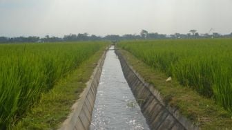 Rehabilitasi Jaringan Irigasi Mampu Aliri 100 Hektare Sawah di Cirebon