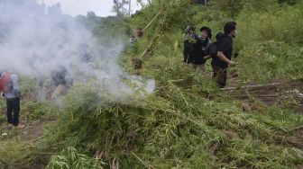 Personel Polri memusnahkan tanaman ganja (Cannabis sativa) dengan cara dibakar di perbukitan Gunung Seulawah, Pemukiman Lamteuba, Kecamatan Seulimum, Kabupaten Aceh Besar, Aceh, Sabtu (26/9/2020). [ANTATARA FOTO/Ampelsa]