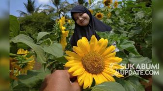 Taman Bunga Matahari Cigedur, Objek Wisata Baru di Selatan Sukabumi