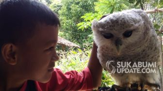 Bercanda dengan Puput,  Burung Hantu di Hutan Saketeng Sukabumi