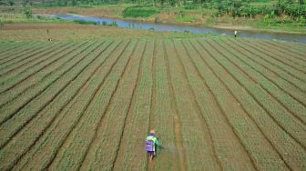 Warga Boyolali Manfaatkan Sungai Surut untuk Menanam Sayuran