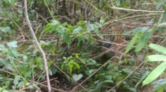 Geger Harimau Mondar Mandir di Ladang, Warga Kerinci Resah