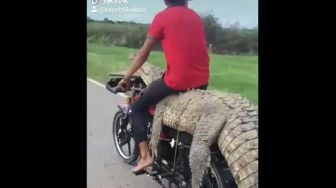 Viral Video Buaya Monster Diangkut Pakai Motor, Warganet: Ngilu, Nggak Tega