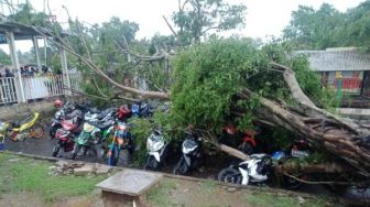 Dampak Angin Kencang, Pohon Roboh Timpa Belasan Kendaraan dan Rumah