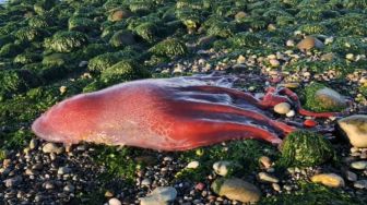 Terdampar di Pantai, Gurita Misterius Ini Memancing Perhatian Ilmuwan