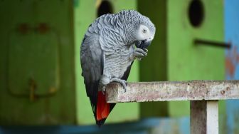 Saling Mengumpat, Lima Burung Beo di Kebun Binatang Inggris Ini Dipisahkan