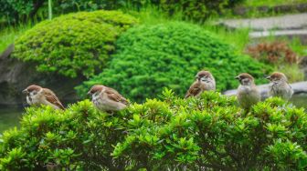 Ada Rencana Pembasmian Burung Pipit, Begini Kata Petani dan Pakar Burung