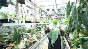 Hobi Berkebun, Kartika Putri Kaget Dengar Harga Tanaman Hias Janda Bolong