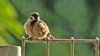 Lebih Seksi! Kicauan Burung Terdengar Berbeda selama Lockdown