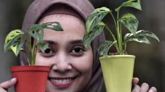 Pegiat tanaman hias Destira, menunjukkan tanaman monstera adansonii dengan mutasi pada warna daun (varigata) di kawasan Serpong, Kota Tangerang Selatan, Banten, Kamis (1/10/2020). [ANTARA FOTO/Fanny Octavianus]