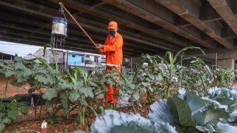 Petugas PPSU menyirami tanaman di Kolong Tol Becakayu, Kalimalang, Jakarta Timur, Jumat (2/10). [Suara.com/Alfian Winanto]