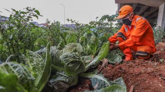 Petugas PPSU merawat tanaman sawi putih di Kolong Tol Becakayu, Kalimalang, Jakarta Timur, Jumat (2/10). [Suara.com/Alfian Winanto]