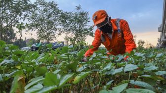 Manfaatkan Kolong Tol Becakayu untuk Menanam Sayur