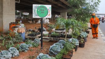 Lahan urban farmin Pilar Jati di Kolong Tol Becakayu, Kalimalang, Jakarta Timur, Jumat (2/10). [Suara.com/Alfian Winanto]