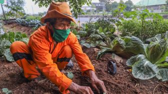 Petugas PPSU menanam bibit ketimun di Kolong Tol Becakayu, Kalimalang, Jakarta Timur, Jumat (2/10). [Suara.com/Alfian Winanto]