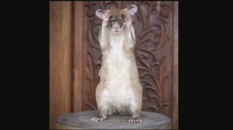 4 Fakta Mencengangkan Tentang Tikus yang Jarang Diketahui