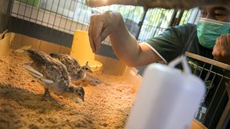 Penetasan Burung Merak Hijau di Kebun Binatang Bandung