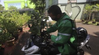 Pengemudi ojek online bersiap mengantarkan bibit tanaman buah pesanan warga di UPT Pusat Pengembangan Benih dan Proteksi Tanaman (P2BPT) Ragunan, Jakarta, Senin (5/10/2020). [Suara.com/Angga Budhiyanto]