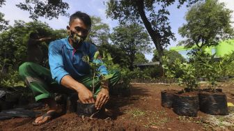 Petugas melakukan perawatan bibit tanaman buah yang akan dibagikan kepada warga secara gratis di UPT Pusat Pengembangan Benih dan Proteksi Tanaman (P2BPT) Ragunan, Jakarta, Senin (5/10/2020). [Suara.com/Angga Budhiyanto]