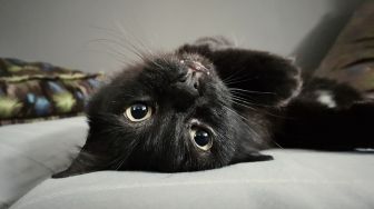 Warga Kalideres Bunuh Kucing karena Percaya Dagingnya Bisa Obati Suami