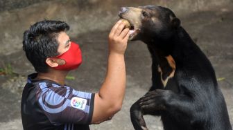 Ngeri! Detik-detik Petugas Kebun Binatang Tewas Diseret Kawanan Beruang