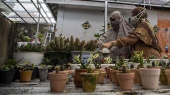 Calon pembeli memilih tanaman kaktus mini di Kampung Kaktus Palembang, Sumatera Selatan, Selasa (6/10/2020).  [ANTARA FOTO/Nova Wahyudi]