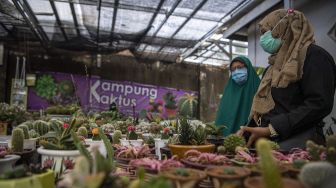 Calon pembeli memilih tanaman kaktus mini di Kampung Kaktus Palembang, Sumatera Selatan, Selasa (6/10/2020).  [ANTARA FOTO/Nova Wahyudi]