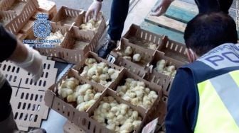 Sebanyak 23.000 Anak Ayam Terlantar di Bandara Madrid Spanyol, 6.000 Mati