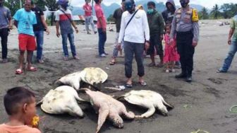 Ngenes Banget, Puluhan Penyu Dituduh Makan Rumput Laut, Warga Membantainya