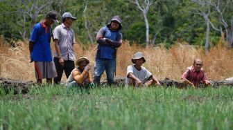 Selayar Didorong Jadi Produsen Bawang Merah di Sulawesi Selatan